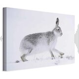  Slika - Hare (1 Part) Wide 120x80 Akustična | shoptok.hr