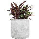 Olimp Sport Saksija Boowl | ePonuda.com