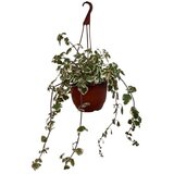 Crafter Tamjanika | Eponuda.com