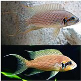 Akvarijum Centar Fire tip brichardi Cene