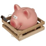 Kasica prasica u ogradici | shoptok.hr