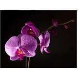  Tapeta - stylish orchis 350x270 | shoptok.hr