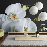  Tapeta - Phalaenopsis 450x270 Cijene