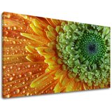  Slike na platnu cveće (moderne slike na platnu) | ePonuda.com