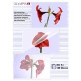 Olympia 1x100 Laminating pouches DIN A4 125 micron 9176 | shoptok.hr
