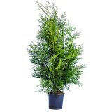  Thuja occidentalis Brabant (Thuja occidentalis "Brabant", Trenutna visina rasta: 160 cm - 180 cm) | shoptok.hr