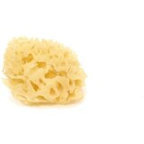 Cose della Natura beljena gobica satje - 4-5 g Cene