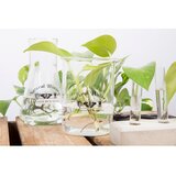 Esschert Design Steklena vaza (višina 12 cm) Natural History – | Shoptok.si