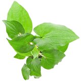 Rainforest Saururus cernuus | ePonuda.com