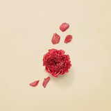Gucci Guilty Absolute Pour Femme parfumska voda za ženske 50 ml | Shoptok.si