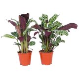 Plant in a Box marant - 4 kos - ctenanthe 'burle-marxii' - višina 25-40cm - ⌀12cm, (21757859) Cene