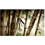  Tapeta - Fog and bamboo forest 450x270 | shoptok.hr