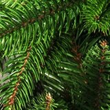 Olimp Sport Gusta novogodišnja jelka Nordmann King 90 cm | ePonuda.com