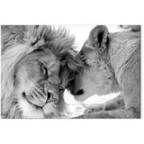  Slika - Lion\'s Love 30x20 Na talijanskom platnu | shoptok.hr