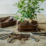  Bonsai lonček pravokoten - M | Shoptok.si
