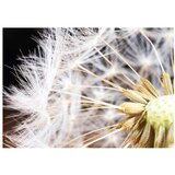 Tapeta - Fluffy dandelion 150x105 | shoptok.hr