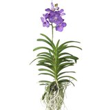 Plant in a Box orhideja vanda - vanda 'magic royal blue' - višina 55-65cm, (21757947) Cene