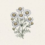 Jora Dahl Kamilica | Shoptok.si