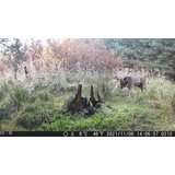 OXE Lovska kamera Gepard II, lovski detektor in sončna plošča + 32GB kartica SD in 6 baterij! | Shoptok.si