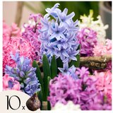 Plant in a Box Hijacint - 10 kos - Hyacinthus - Cvetne čebulice, (21755681) Cene