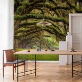  Foto tapeta - Tree embrace 200x140 | shoptok.hr