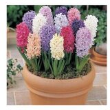  Hyacinthe mixx12 Cijene