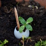  Svinčnik s semeni Sprout - sončnica | Shoptok.si