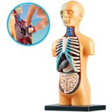 Lean_Toys Izobraževalni anatomski model organov človeškega telesa | Shoptok.si