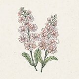  Matthiola Incana "Iron Apricot" (Šeboj) - 1 pkt. | Shoptok.si