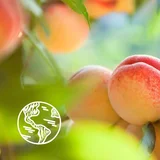 Extra Gentle Shower Gel Organic White Peach & Organic Nectarine gel za prhanje 250 ml za ženske