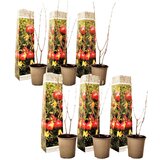 Plant in a Box granatno jabolko - 6 kos - punica granatum - višina 25-40cm - ⌀9cm, (21757780) Cene