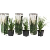 Plant in a Box pampaška trava - 3 kos - cortaderia selloana - višina 25-40cm - ⌀9cm, (21757679) Cene
