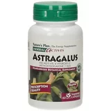 Herbal aktiv astragalus - tragant