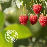 Le Petit Marseillais Raspberry & Peony Bio kremasti gel za prhanje 250 ml | Shoptok.si