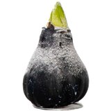 Plant in a Box Amarilis - hippeastrum 'Wax Snow Black' - Cvetna čebulica - Rdeča, (21739776) u