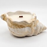  Svijeća Pješčana dina - Pješčana / Jabučna savijača KP41554 | shoptok.hr