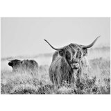  Samoljepljiva foto tapeta - Highland Cattle 196x140 | shoptok.hr