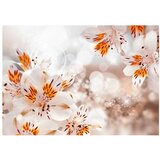  Tapeta - Lily of the Incas 350x245 | shoptok.hr