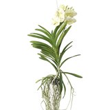 Plant in a Box orhideja vanda - vanda 'tayanee white' - višina 45-55cm, (21757970) Cene