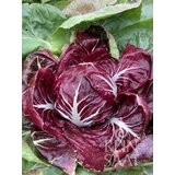  Radič "Rossa di Verona/Romeo" - 1 pkt. | Shoptok.si