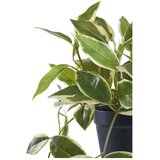 House Nordic Umetna rastlina (višina 33 cm) Hoya Carnosa – | Shoptok.si