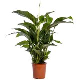  Spathiphyllum Sweet Lauretta Ø lončka pribl. 24 cm cene