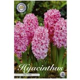 Cvjetne lukovice Zumbul Orientalis Pink Pearl (Roza, Botanički opis: Hyacinthus) Cijene