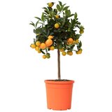 Plant in a Box kalamondin - citrus mitis 'calamondin' - višina 55-65cm - ⌀19cm, (21757665) | Shoptok.si