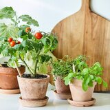  Svinčnik s semeni Sprout - češnjev paradižnik | Shoptok.si