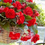Royal De Ree Lukovica Begonija - Begonia Pendula Red/White 3/1 | ePonuda.com