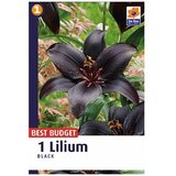  Ljiljan A1 Black 14/16 AG Cijene