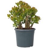Plant in a Box okroglolistna tolstolistnica - crassula ovata 'sunset' - višina 55-60cm - ⌀30cm, (21757924) | Shoptok.si