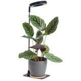  LED prigušiva stona lampa za uzgoj biljaka VERDI LED/5W/5V 1300K crna Cene