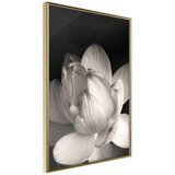  Poster - Delicacy of a Flower 30x45 Cijene